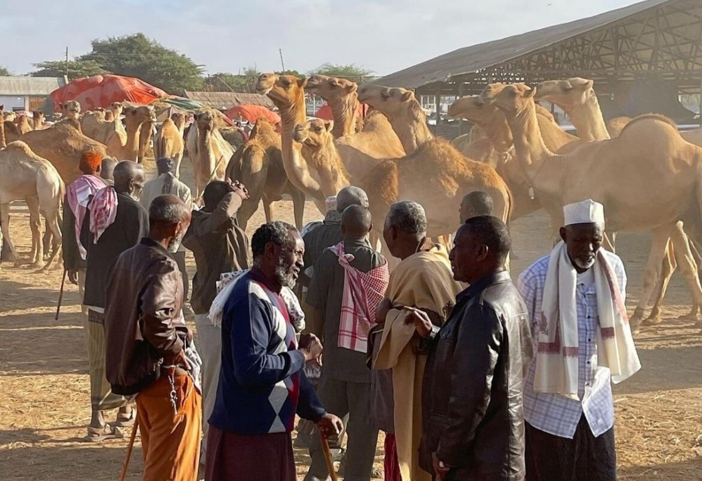 The Amazing Camel Culture of Somaliland: Pride, Power, and Traditio
